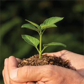 Tree Planting and Community Impact